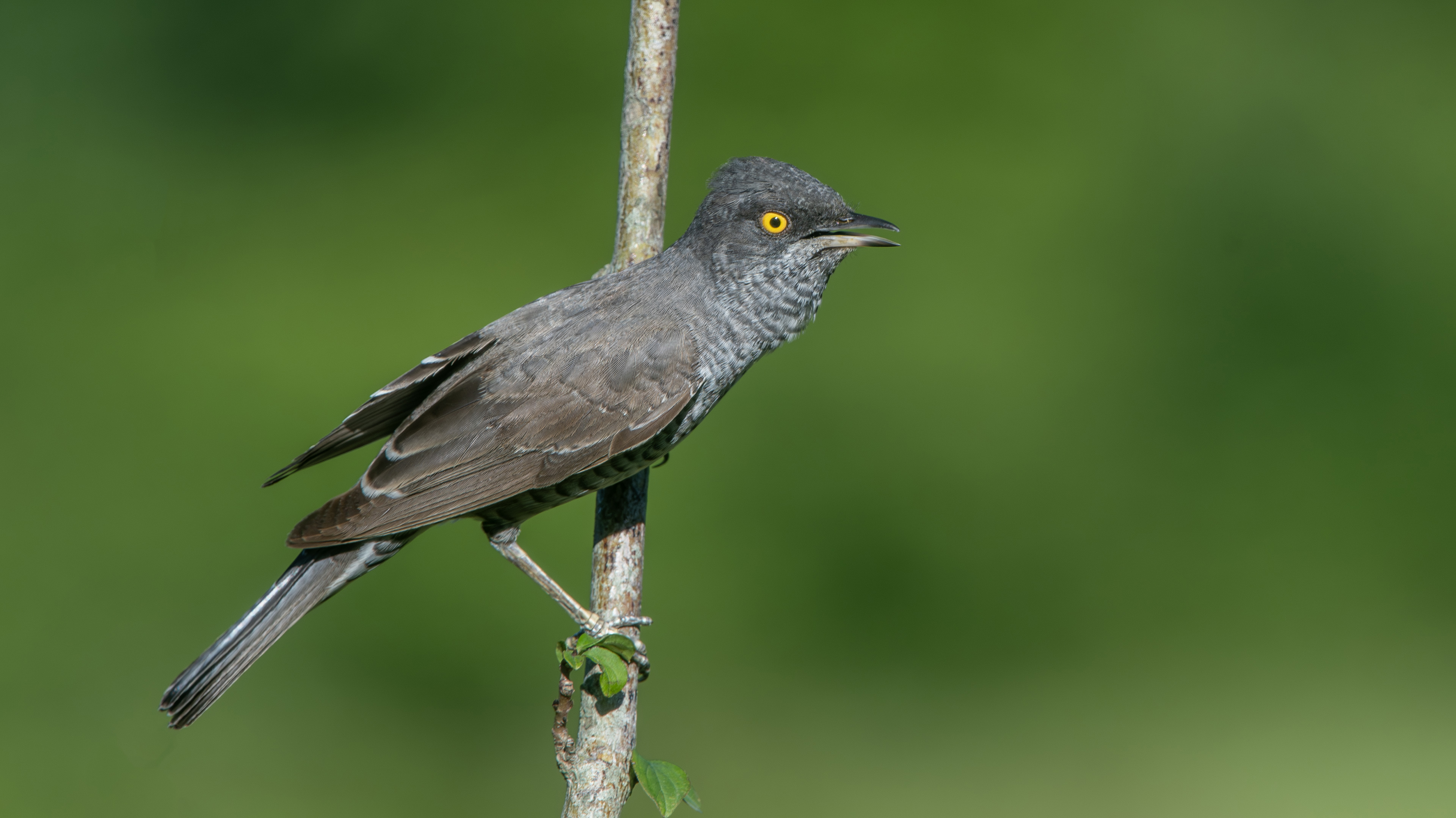 Barred Warbler